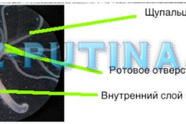 Как вернуть деньги с кракена