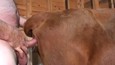 Тощая корова сношается с мужчиной в свинарнике